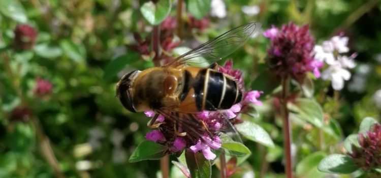 Föreläsning om friska bin