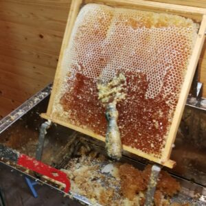 Slungade honungsramar